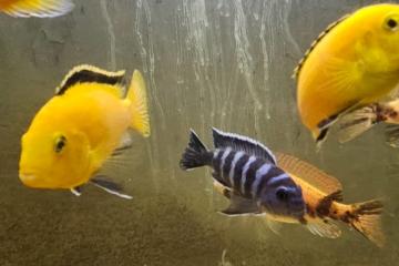CICHLIDES