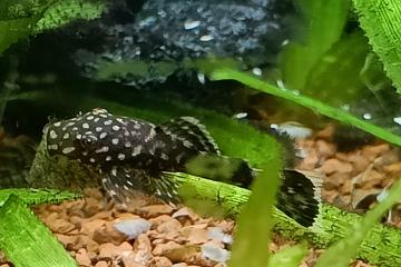 Ancistrus juveniles