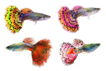 Poissons guppys
