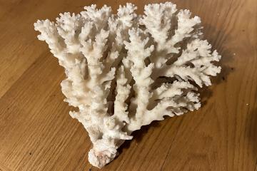 Corail de mer Rouge