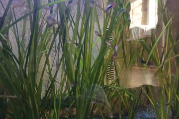 Guppys