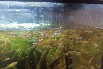 Guppys mâles et femelles.