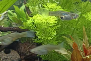 Don guppys endler femelles