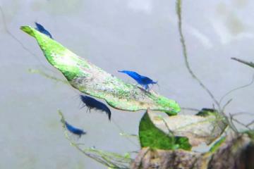 Crevettes Blue Velvet