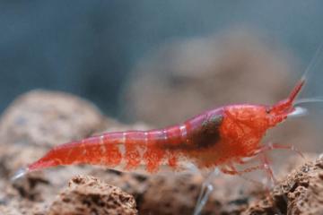 Crevettes de Hawaï Halocaridina Rubra Opae ula