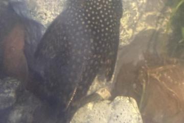 Poisson ancistrus à vendre