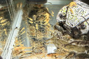 Ancistrus Commun ou Gold