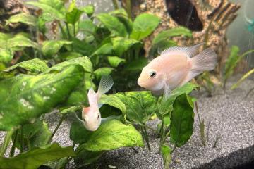 Aquarium Juwel 180L