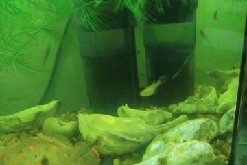 Alvin gambusia holbrooki