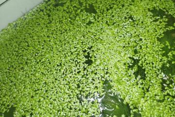 Lentilles d'eau