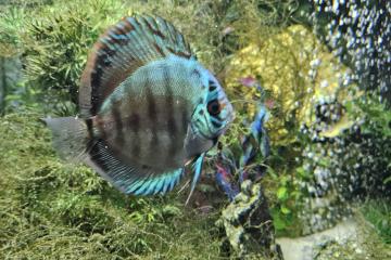 Discus Cobalt 12 cm