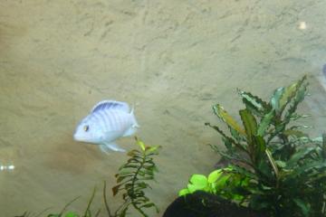 petit mbuna (Labidochromis chisumulae)