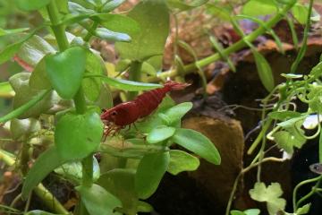 Crevettes red cherry