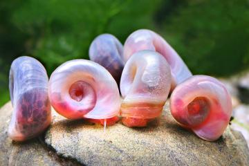 Planorbe rose