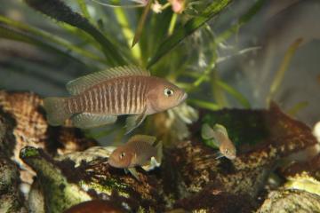 Neolamprologus multifasciatus et Julidochromis regani Kipili
