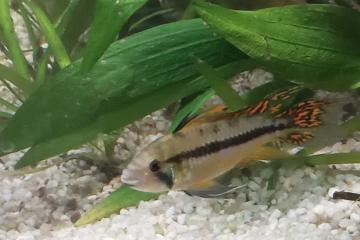 apistogramma cacatoides double red