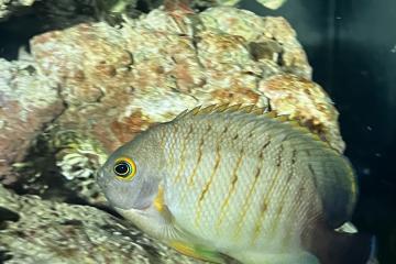 Vend poisson aquarium eau de mer