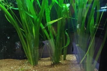 plantes aquarium