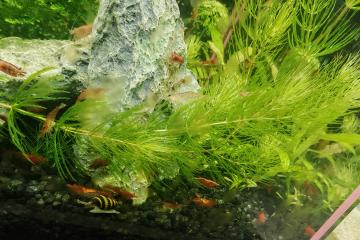 Crevettes déclassées
