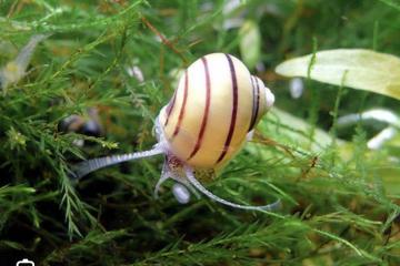 Asolene spixi