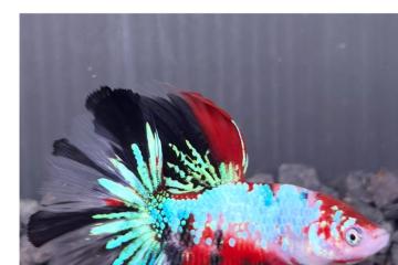 Combattant betta mâle halfmoon