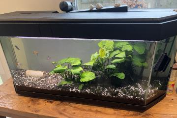 Aquarium 220l complet plus déco