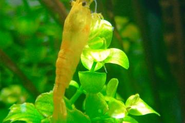 Crevettes neocaridina jaunes