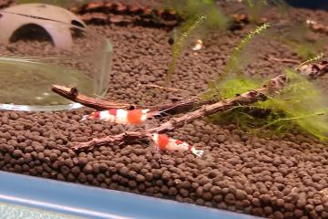 Crevette red crystal