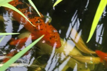 Poisson carpe koï