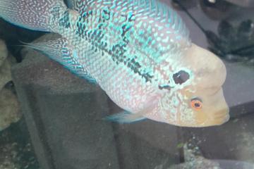 Flowerhorn