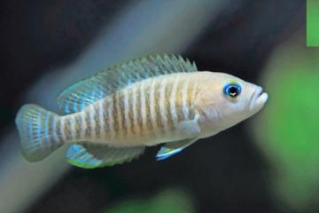 Neolamprologus Multifasciatus