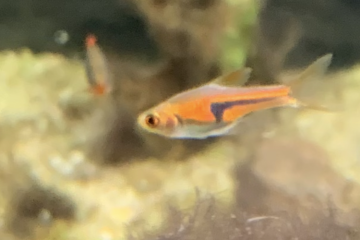 Galaxis et rasboras