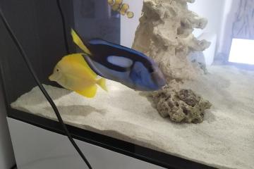 Poissons chirurgien Bleu et jaune
