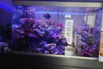 aquarium recifal OSAKA 260 Complet