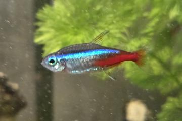 Cause déménagement vend l’ensemble de mes poissons d’aquarium
