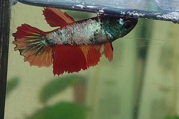 Poisson betta femelle