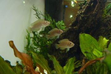 Cichlidés du Tanganyika (Neolamprologus similis )