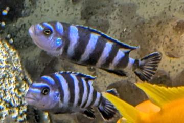 Pseudotropheus Demasoni