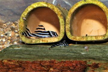 Hypancistrus zebra