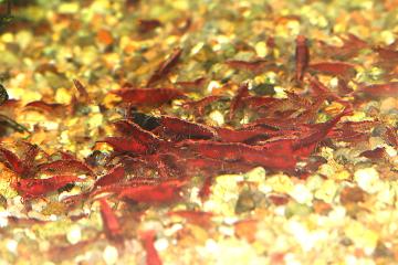 Neocaridina davidi "Red Fire"