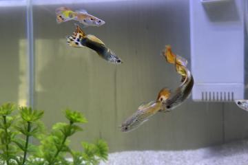 Guppy male