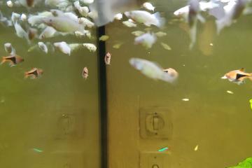 Naissances bébés Platys