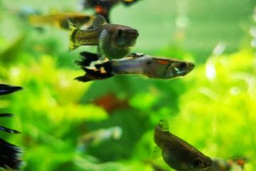 Poissons d’aquarium Guppys
