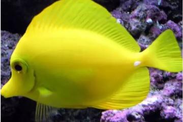 poisson chirurgien jaune 10 cm
