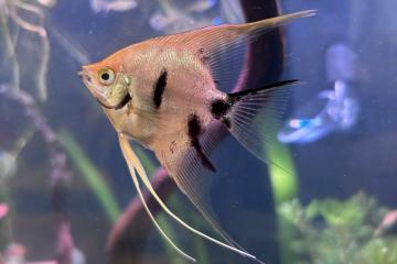 Donne à titre gracieux poissons d'eau douce