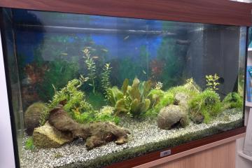 Aquarium complet 120L + meuble + poissons