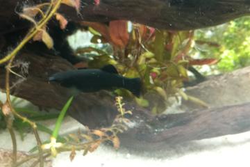 Black Molly