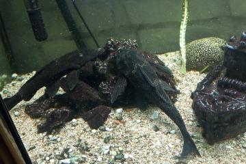 Poissons d aquarium