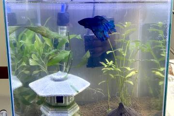 À vendre – Aquarium complet + poisson combattant (Île-de-France)