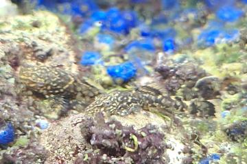 Ancistrus